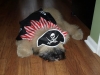 Moose the Pirate ("I can't see!!")