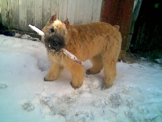 Lola-and-her-stick.jpg