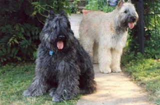 belle-and-lola.jpg
