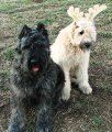belle-and-hefella.jpg