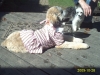 Ginger - Halloween 2009