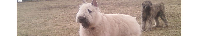 Mohr Bouviers random header image
