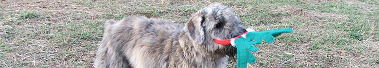 Mohr Bouviers random header image