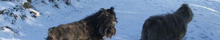 Mohr Bouviers random header image