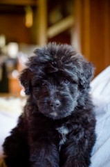 Finding Right Evaluator >> Mohr Bouvier des Flandres - Karl and Linda Mohr ... Finding Right Evaluator >> Mohr Bouvier des Flandres - Karl and Linda Mohr ...